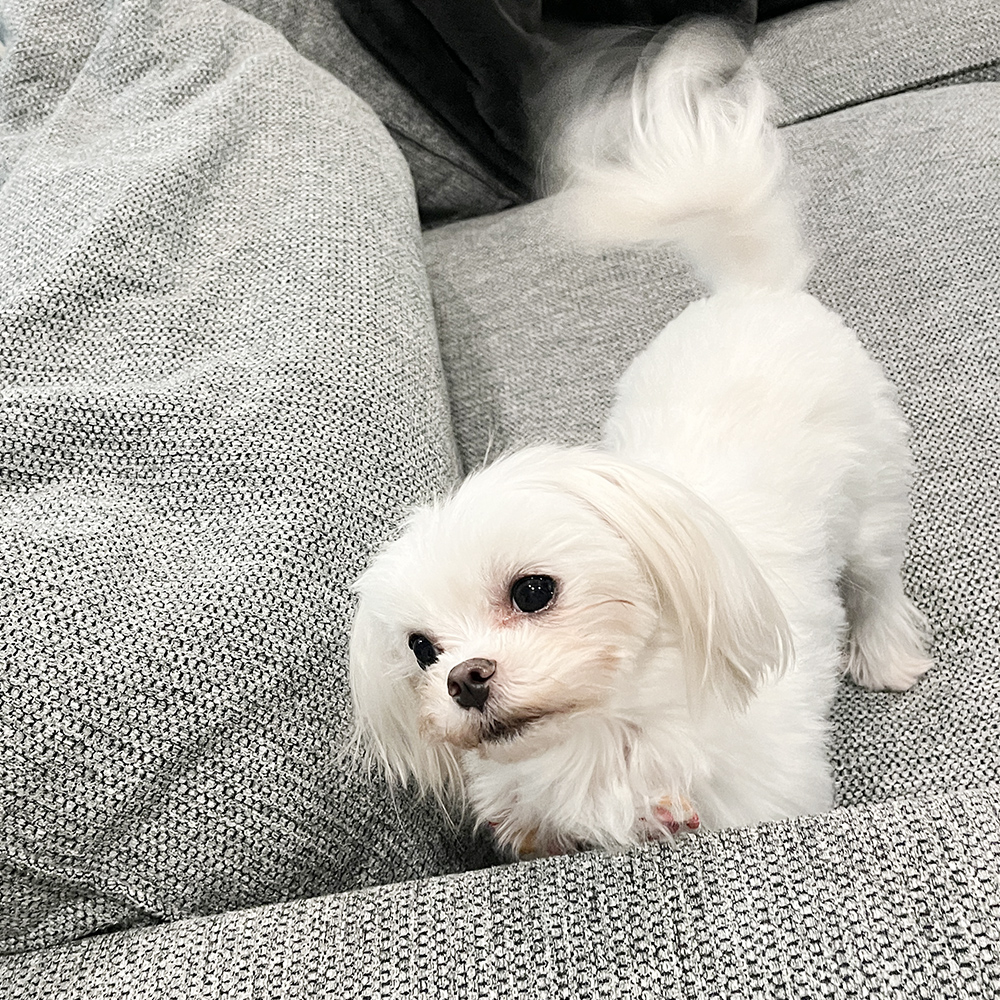 卒業犬イーブイちゃん、おうちでの様子☆